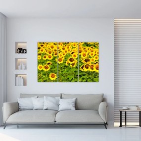 Obraz slnečnica