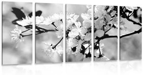 5-dielny obraz čerešňový kvet v čiernobielom prevedení - 200x100