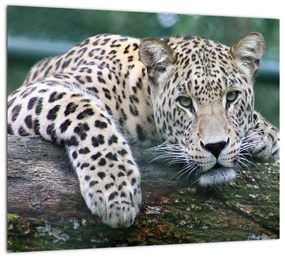 Obraz leopard