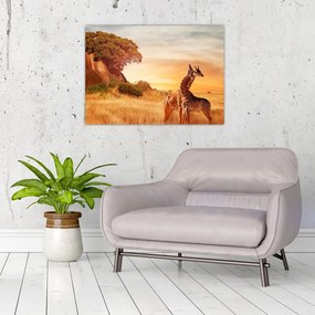 Sklenený obraz - Žirafy v Afrike (70x50 cm)