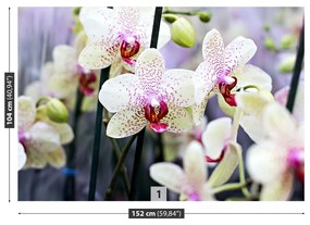 Fototapeta Vliesová Kvety orchideí 250x104 cm