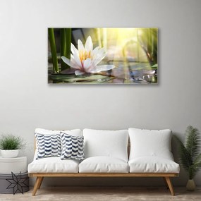 Obraz plexi Vodné lilie slnko rybník 100x50 cm