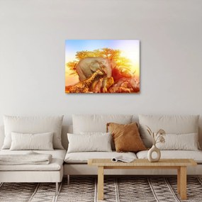 Obraz afrických zvieratiek (70x50 cm)