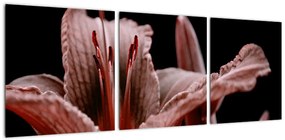 Detail kvety - obraz