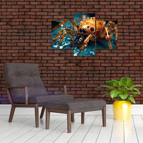 Obraz - Detail pavúka (90x60 cm)