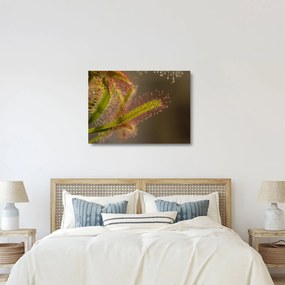 Sklenený obraz rastliny (70x50 cm)