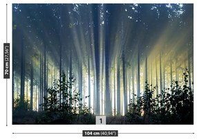 Fototapeta Vliesová Smrekový les 104x70 cm
