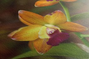 Obraz oranžová orchidea