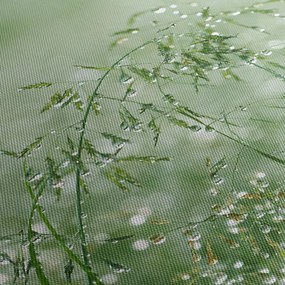 Obraz - Ranná rosa na steblach trávy (120x50 cm)