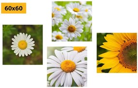 Set obrazov lúčne kvety - 4x 60x60