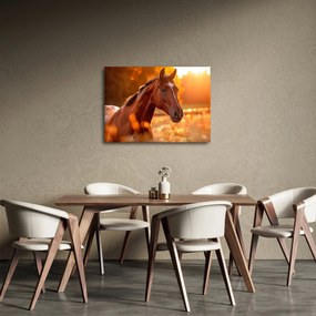 Obraz - Kôň v západe slnka (70x50 cm)
