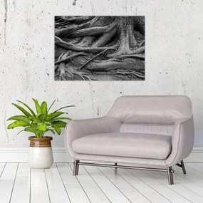 Obraz - Korene stromu (70x50 cm)