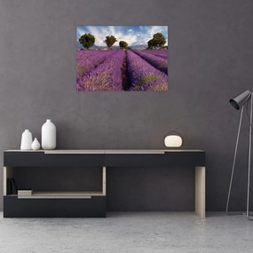 Obraz - Levanduľové pole a hory (70x50 cm)