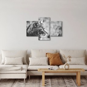 Obraz - Mačka (90x60 cm)