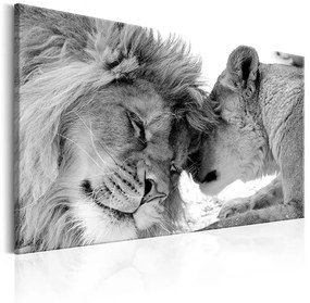 Obraz - Lion's Love Veľkosť: 120x80, Verzia: Na talianskom plátne