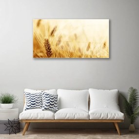 Skleneny obraz Pšenica rastlina príroda 120x60 cm
