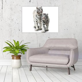 Obraz - Biely tiger (70x50 cm)
