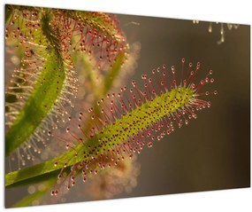 Obraz rastliny (90x60 cm)