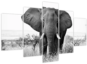 Obraz - Slon africký II. (150x105 cm)