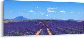 Obraz - Levanduľové pole (120x50 cm)