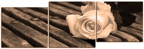 Obraz na plátne - Biela ruža na lavici - panoráma 5224FE (150x50 cm)