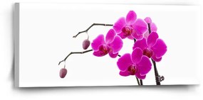 Sablio Obraz Fialové orchidey - 110x50 cm