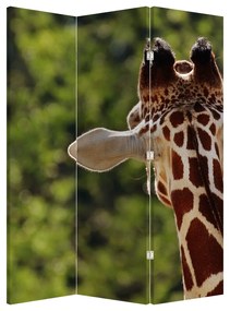 Paraván - Žirafa zozadu (126x170 cm)