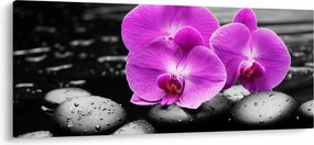 Obraz - Fialové orchidey (120x50 cm)
