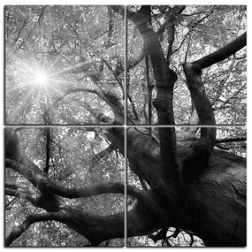 Obraz na plátne - Slnko cez vetvi stromu - štvorec 3240QE (100x100 cm)