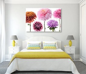 Obraz kvety dálie v rôznofarebnom dizajne