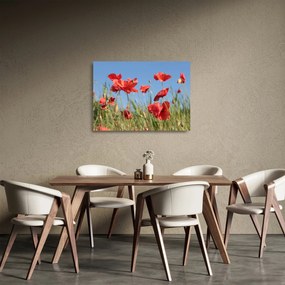 Sklenený obraz - Vlčie maky (70x50 cm)