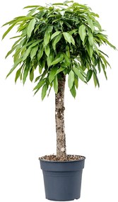 Ficus amstel king stem 34x140 cm