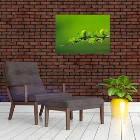 Obraz zelenej šišky (70x50 cm)