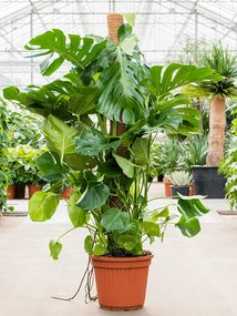 Monstera deliciosa On moss pole 180 cm 40x160 cm