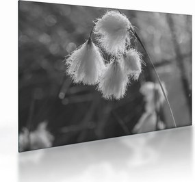 Sklenený obraz - Cottongrass (70x50 cm)