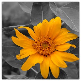 Obraz oranžového kvetu