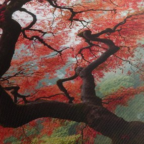 Obraz červeného japonského javora, Portland, Oregon (90x60 cm)