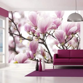 Fototapeta - Magnolia bloosom Veľkosť: 200x154, Verzia: Premium