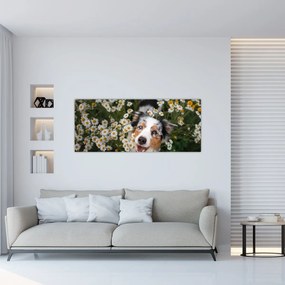 Obraz - Austrálsky ovčiak (120x50 cm)