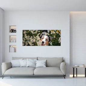 Obraz - Austrálsky ovčiak (120x50 cm)