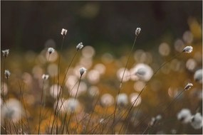 Obraz - Lúka s cottongrass N⁰2 (90x60 cm)