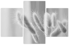 Obraz - Bunny tail grass (90x60 cm)