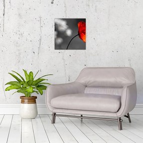 Vlčie maky - obraz na stenu