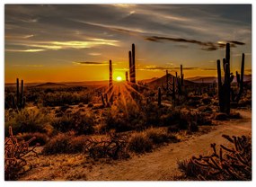 Obraz - Koniec dňa v arizonskej púšti (70x50 cm)