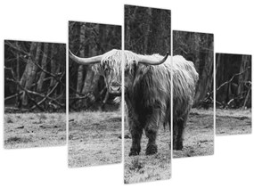 Obraz - Škótska krava 3, čiernobiela (150x105 cm)