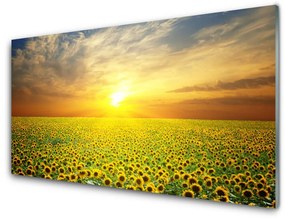 Skleneny obraz Slnko lúka slnečnica 125x50 cm