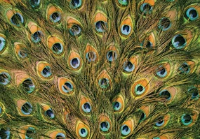 Fototapeta - Pávie perie (152,5x104 cm)