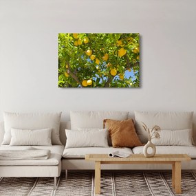Obraz - Citrónovník (90x60 cm)