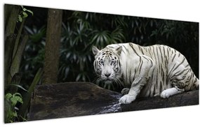 Obraz - Tiger albín (120x50 cm)