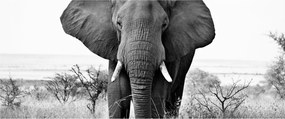 Obraz - Slon africký II. (120x50 cm)
